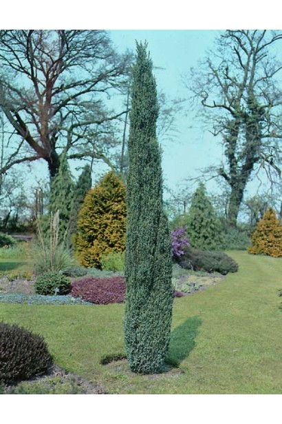 Можжевельник узкоколоновидный Сентинел