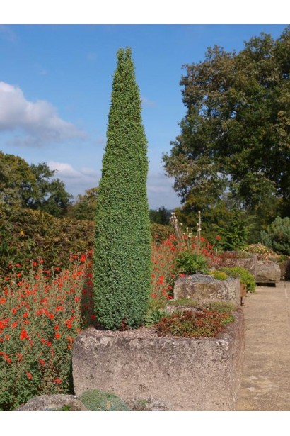 Можжевельник обыкновенный Сентинел с узкой кроной и заостренной верхушкой
