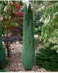 Можжевельник обыкновенный Сентинел | Ялівець звичайний Сентинел | Juniperus communis Sentinel