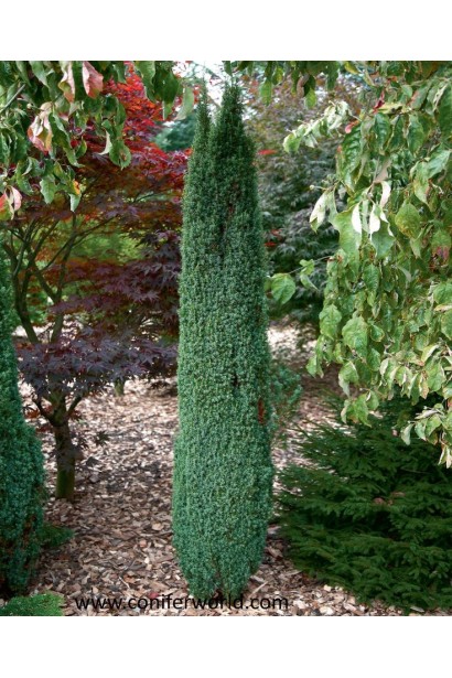 Можжевельник Сентинел - хвойник с узкой вертикальной формой