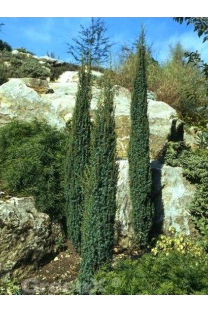 Можжевельник узкий Сентинел