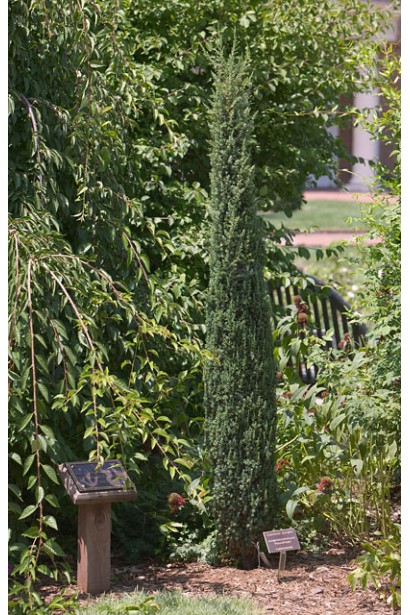 Juniperus communis Sentinel