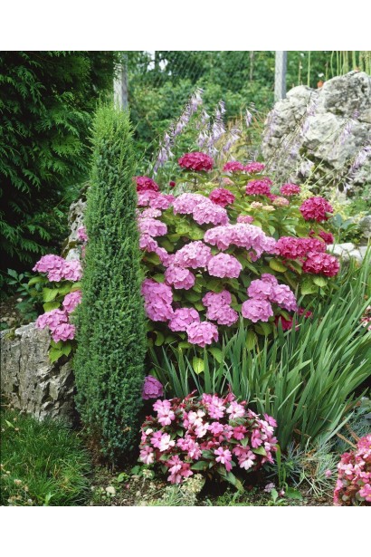 Можжевельник обыкновенный Сентинел - применение в ландшафтном дизайне