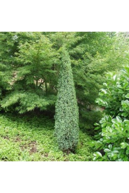 Можжевельник обыкновенный Sentinel