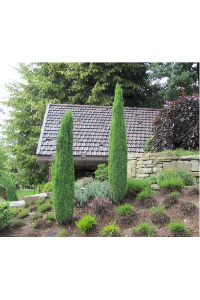 Можжевельник обыкновенный Sentinel карликовый сорт