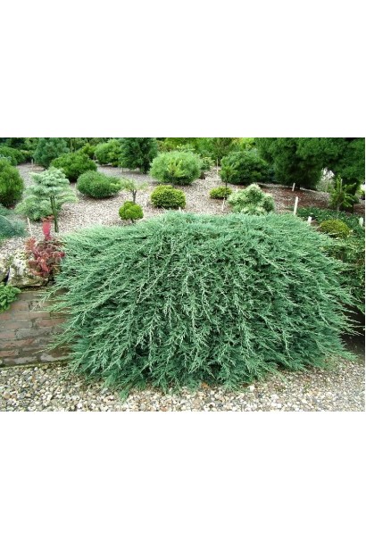 Ялівець сланкий Панкейк