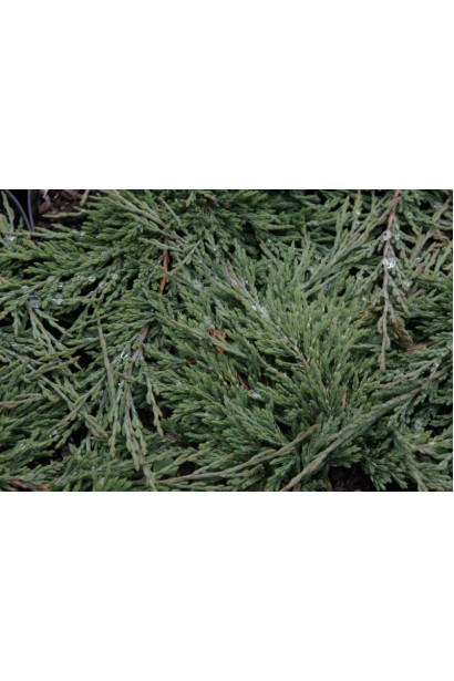 Ялівець грунтопокривний Панкейк