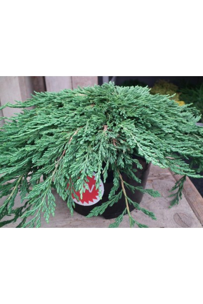 Ялівець грунтопокровний Pancake