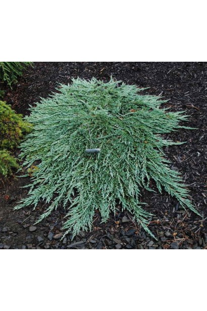 Ялівець Pancake -грунтопокривний сланкий хвойник