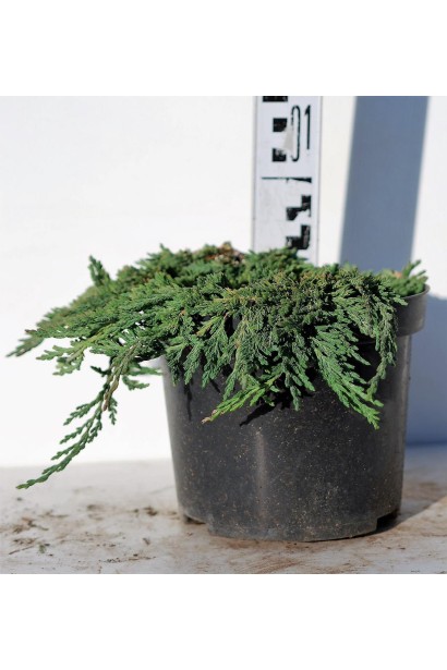 Ялівець горизонтальний Панкейк висота саджанця 0-5 см