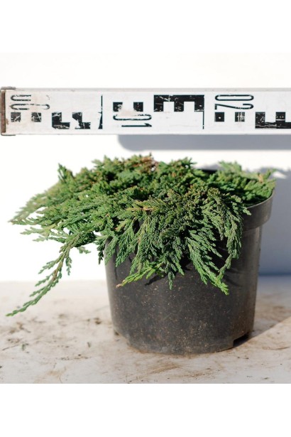 Ялівець горизонтальний Панкейк діаметр крони 20-25 см