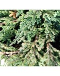 Ялівець горизонтальний Панкейк | Можжевельник горизонтальный Панкейк | Juniperus horizontalis Pancake