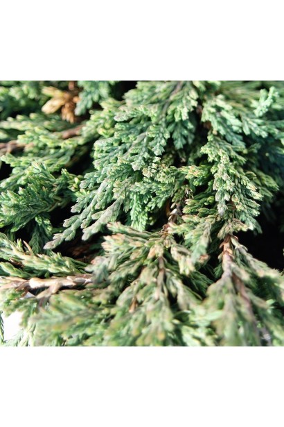 Ялівець горизонтальний Панкейк густа сизо-зелена хвоя