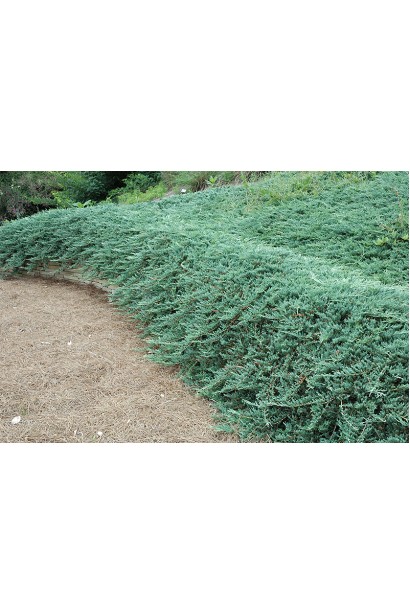 Ялівець грунтопокровний Панкейк - зелений килим