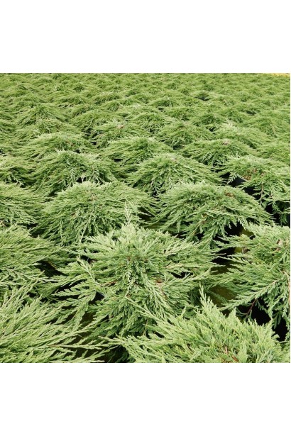 Ялівець горизонтальний Панкейк