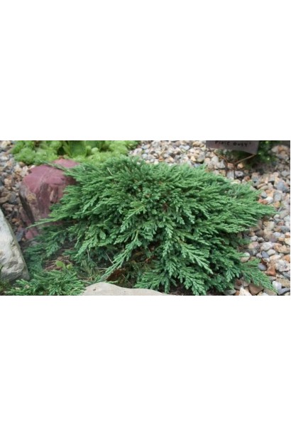 Juniperus horizontalis Pancake