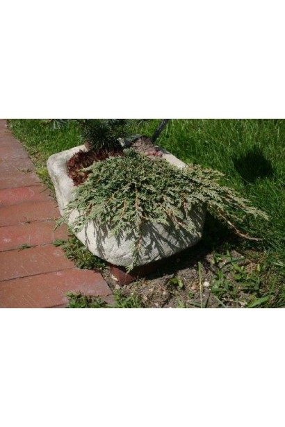 Ялівець горизонтальний Pancake на клумбі