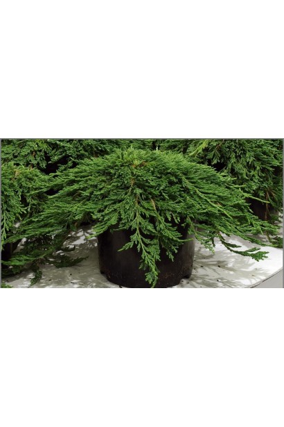 Ялівець Панкейк саджанець в контейнері