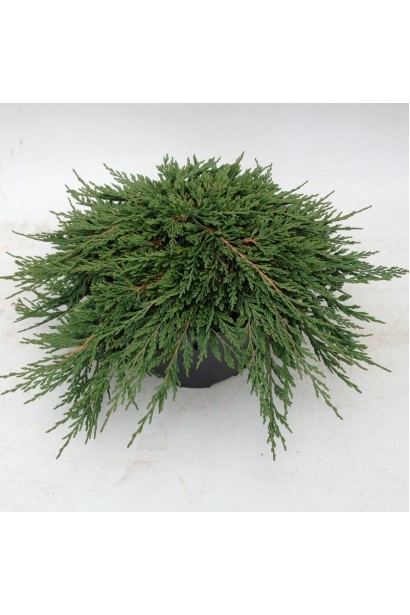 Ялівець Панкейк - один з найбільш плоских сортів