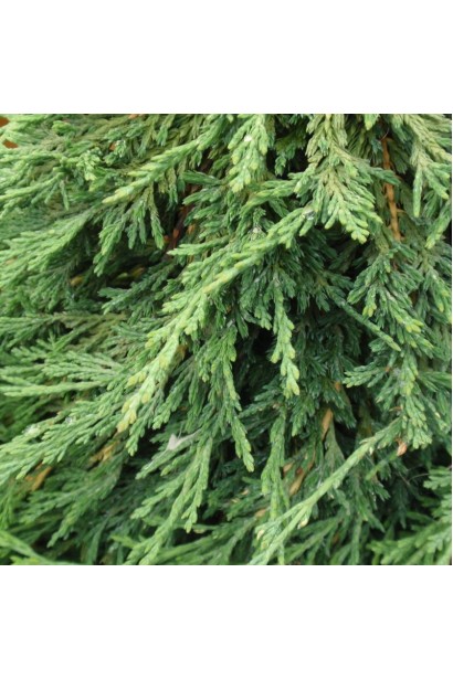 уста дрібна хвоя ялівцю Панкейк