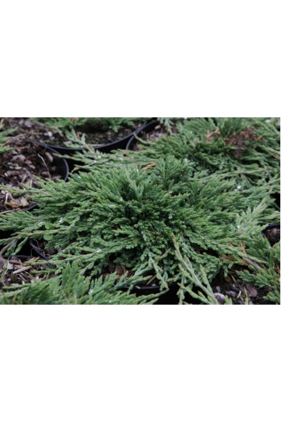 Сизо-блакитний ялівець