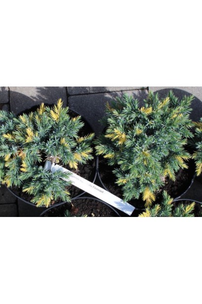 Juniperus squamata Floreant