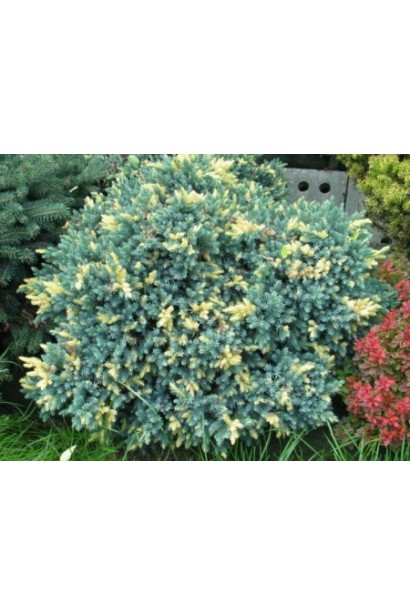 Ялівець лускатий Флореант