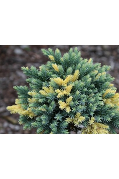 Ялівець лускатий Флореант