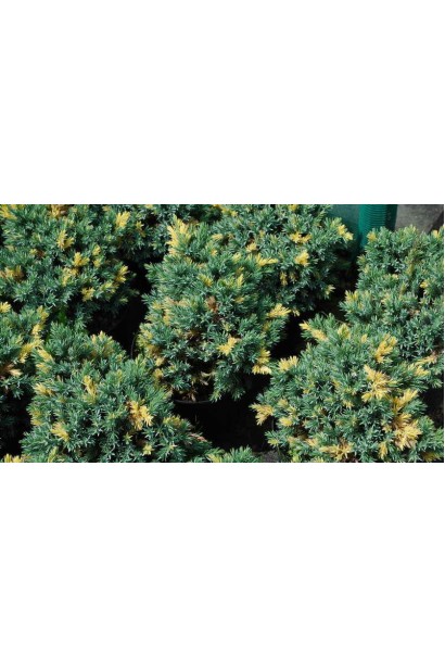 Ялівець лускатий Флореант