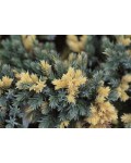 Ялівець лускатий Флореант | Можжевельник чешуйчатый Флореант | Juniperus squamata Floreant