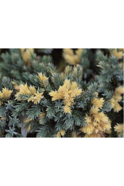 Ялівець лускатий Флореант хвоя