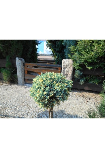 Ялівець лускатий Флореант на штамбі