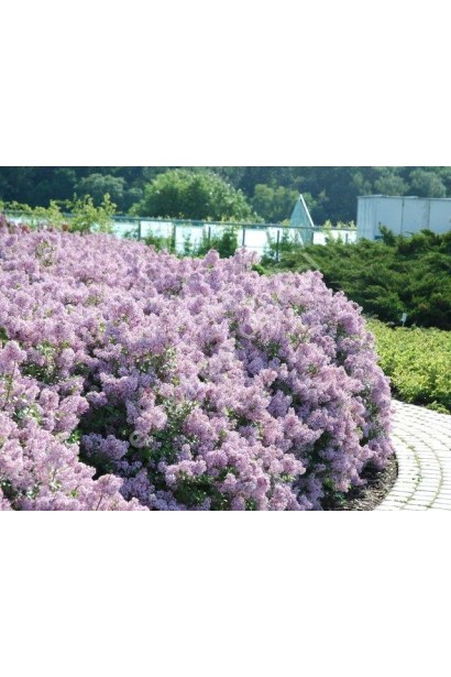 Бузок Палібін - ароматні суцвіття