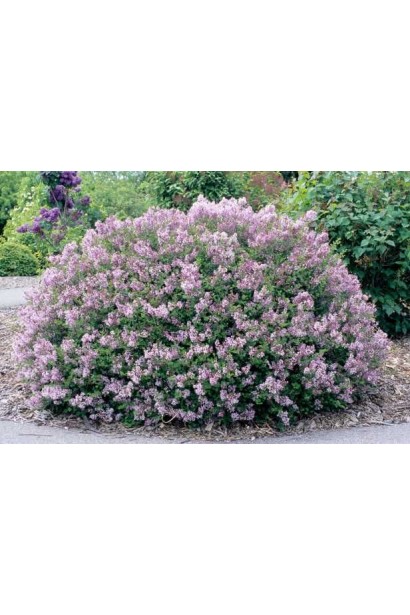 Кущ бузку Палібін на клумбі