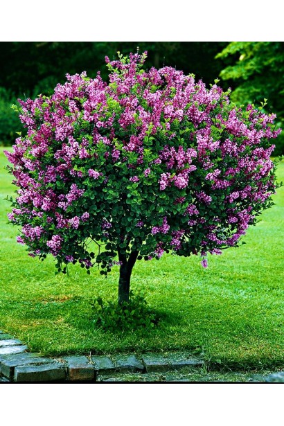 Бузок Палібін у цвіті