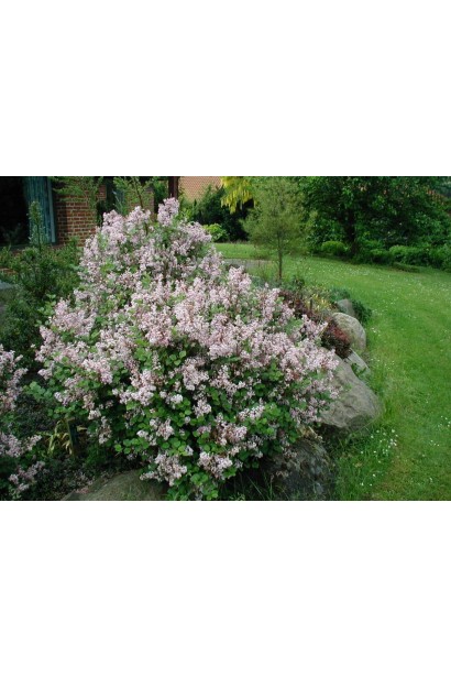 Компактний кущ бузку Палібін