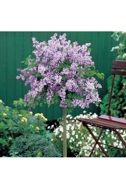 Бузок Палібін із фіолетовими квітами