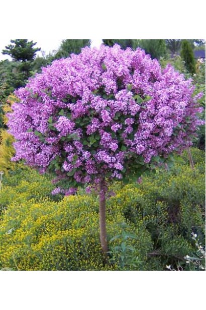 Бузок Меєра Палібін