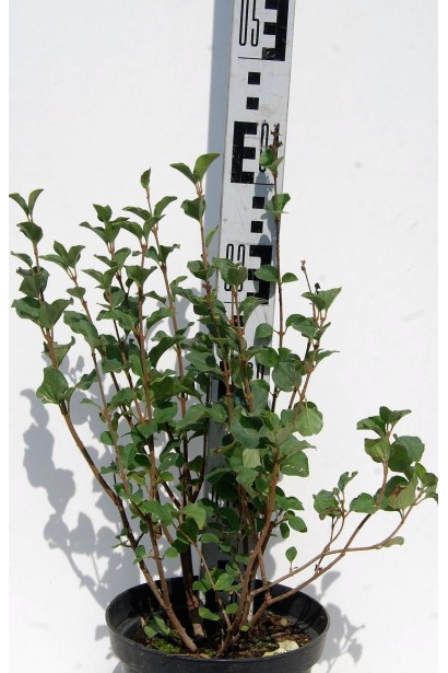 Саджанець в контейнері бузок Меєра Палібін