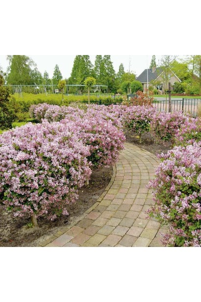 Бузок Меєра для живоплоту