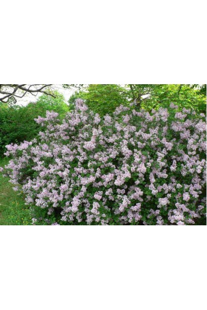 Компактний сорт бузку Палібін