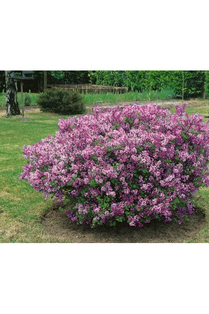 Ніжний бузок Палібін навесні