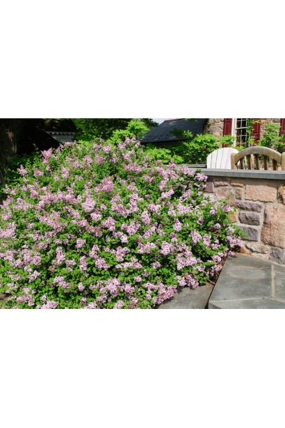 Листя і квіти бузку Палібін