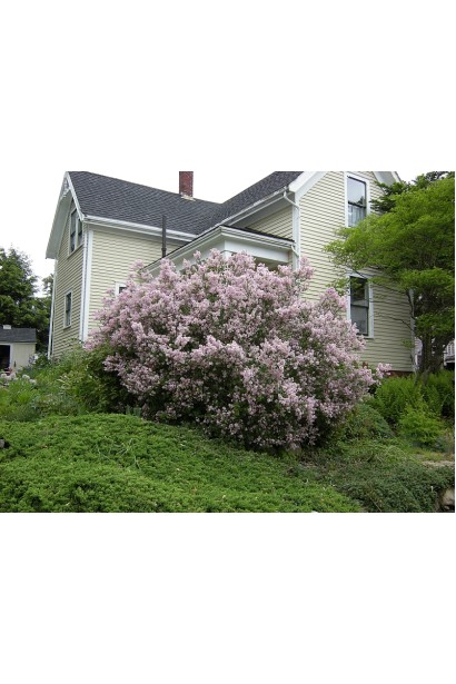 Декоративний бузок Меєра Палібін