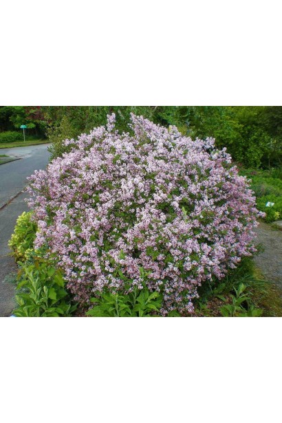 Квітучий бузок Меєра Палібін