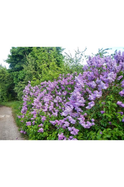 Syringa Palibin у саду