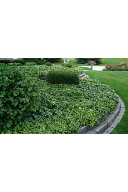 Яскраво-зелене листя пахізандри "Грін Шин" на тіньових ділянках.