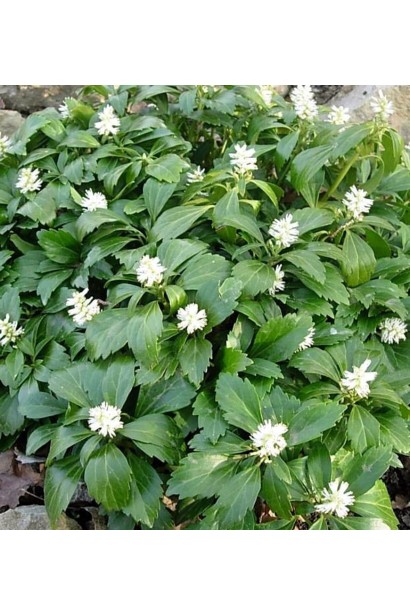 Зелені блискучі листя пахізандри "Грін Шін" додають родзинку ландшафту.