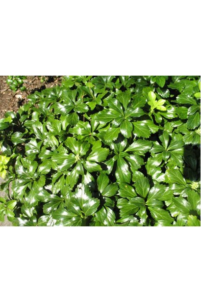 Пахізандра "Грін Шин" — витончене зелене покриття для вашого саду