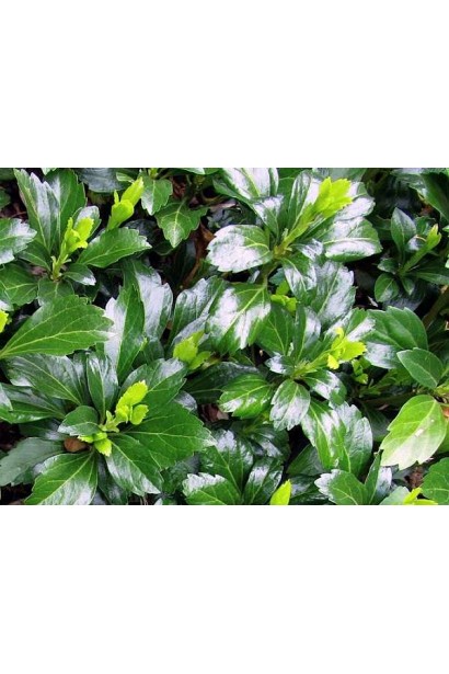 Листя пахізандри "Грін Шін" з легким блиском, що додає елегантності